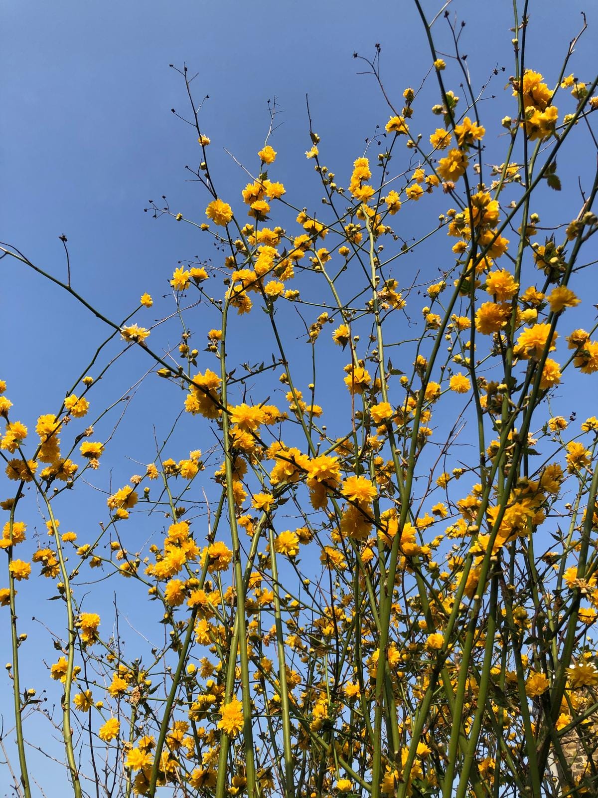 Tall Yellow Flowers