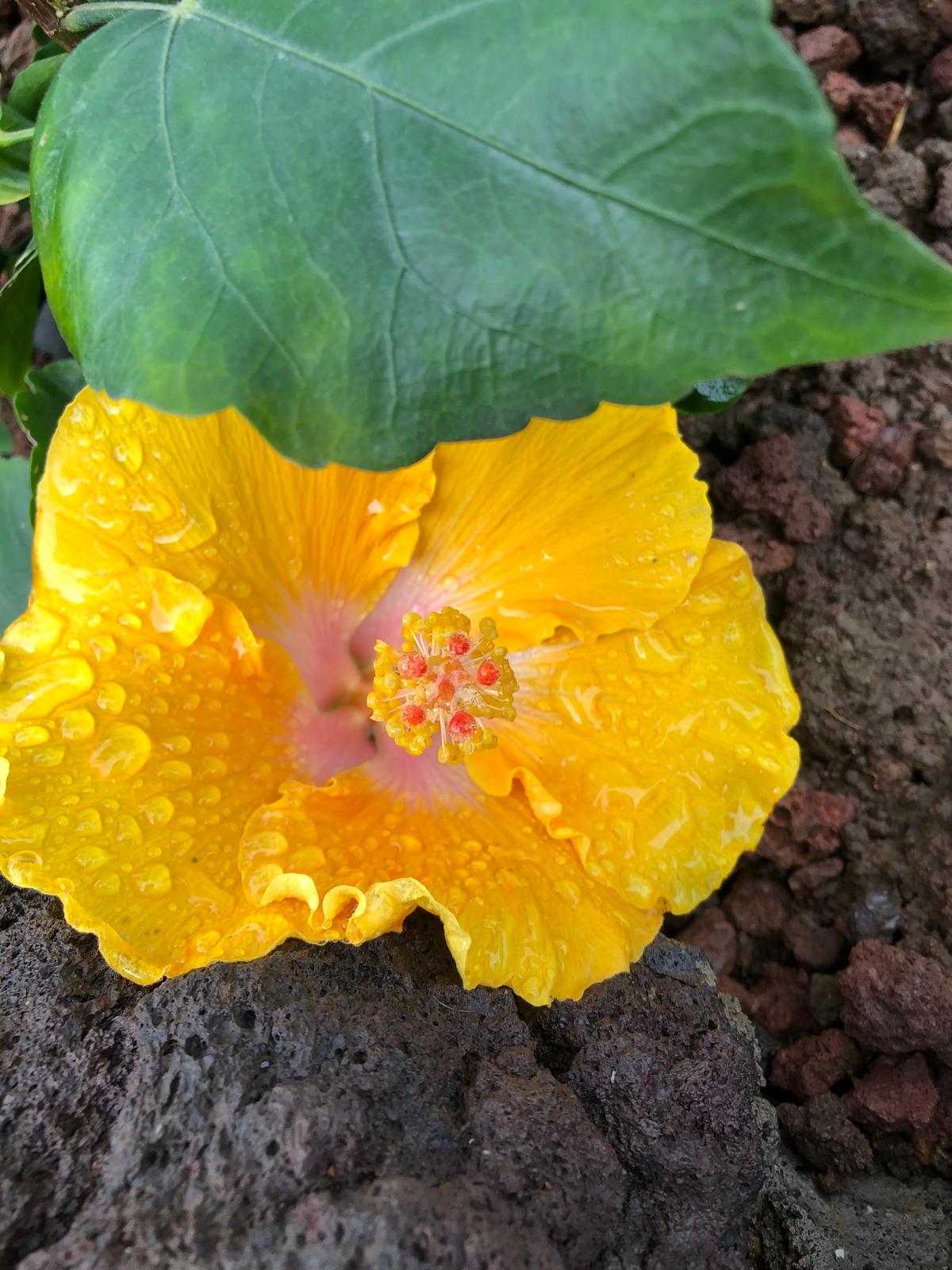 Yellow Flower
