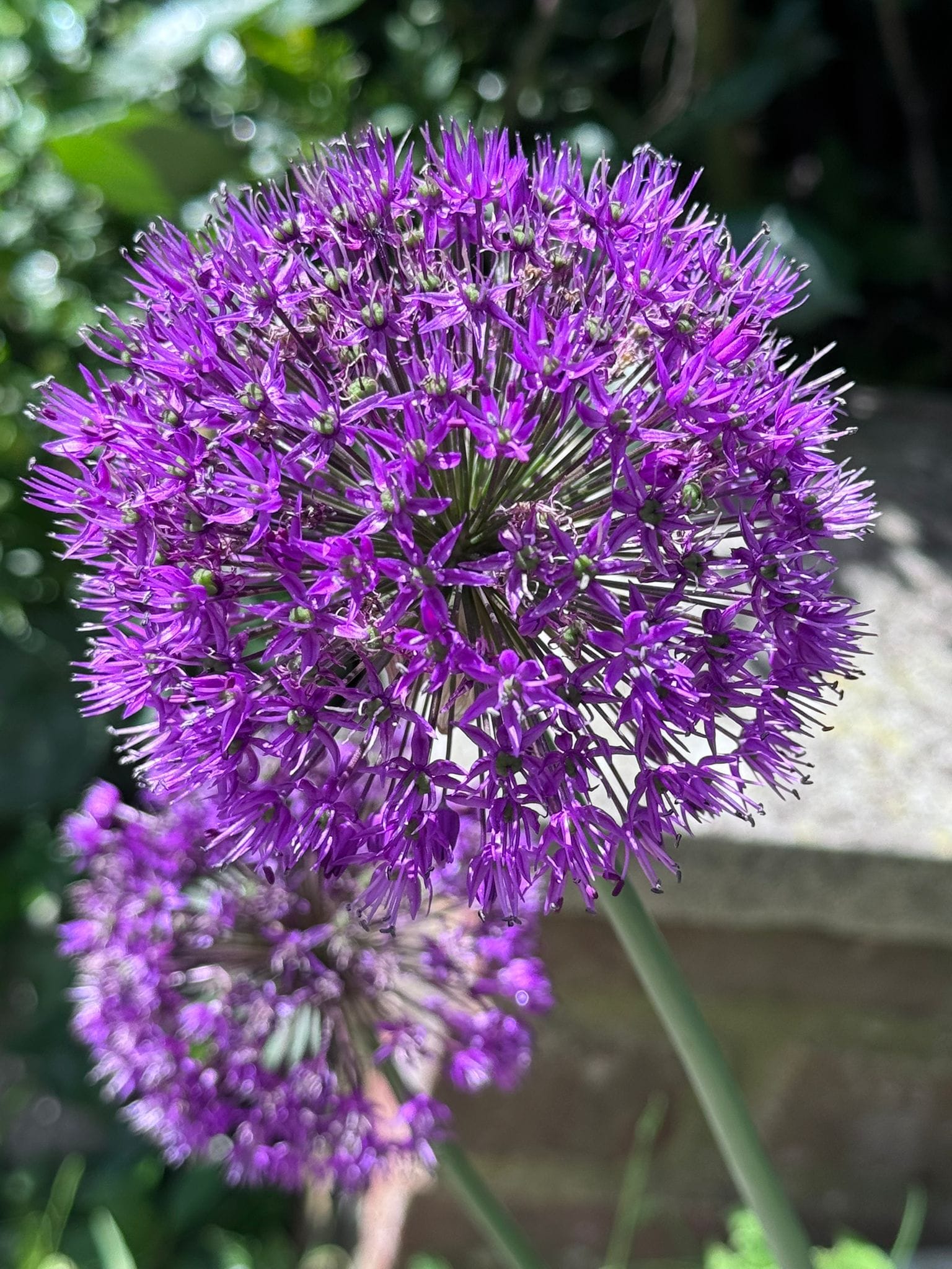 Violet flower