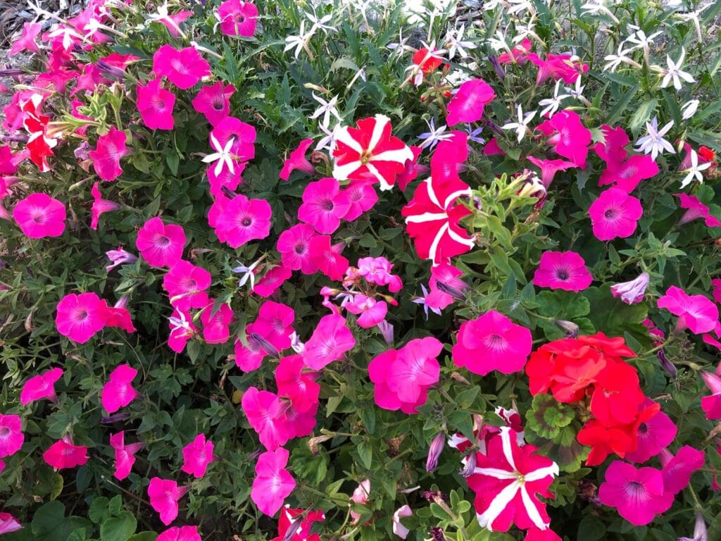 pink flowers