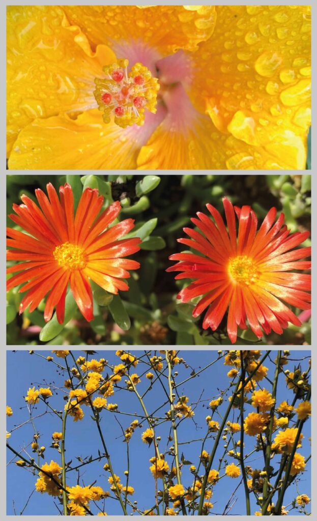 3 different flowers