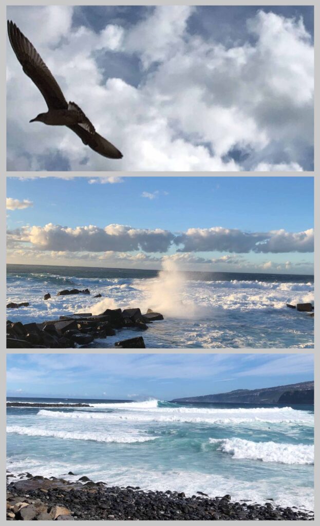 Seabird flying